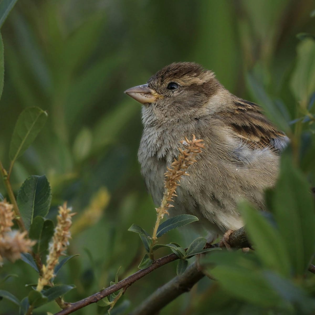 Daniel Padilla's avatar